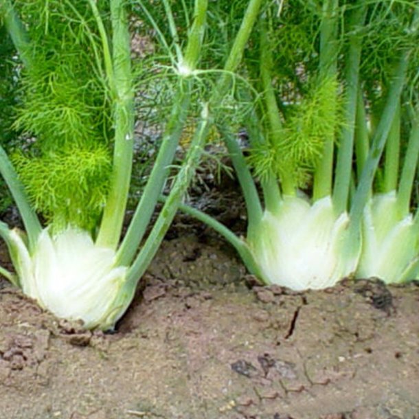 Fennikel, Knold- <br>'Vulgare Dulce'<br><i>Foeniculum vulgare var. azoricum</i>