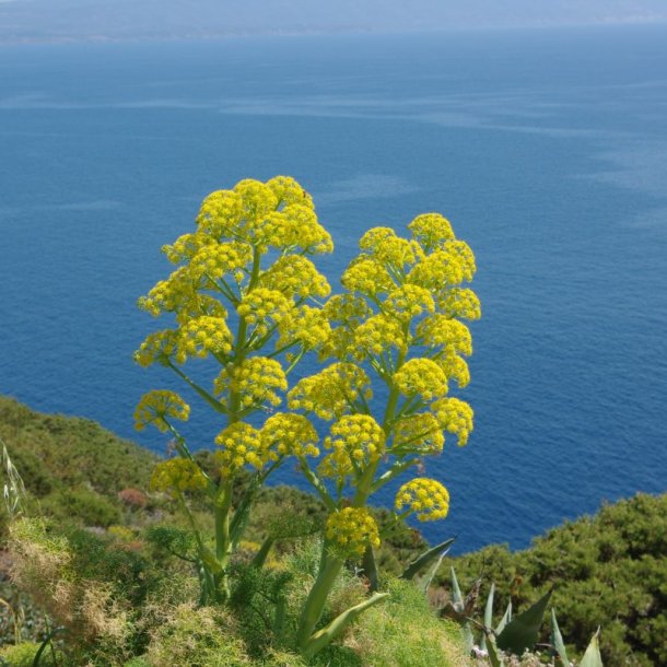 Ferula -<br>K�mpe fennikel <br><i>Ferula communis</i>