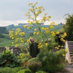 Ferula -<br>K�mpe fennikel <br><i>Ferula communis</i>