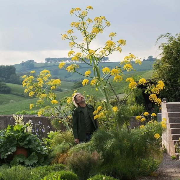 Ferula -<br>K�mpe fennikel <br><i>Ferula communis</i>