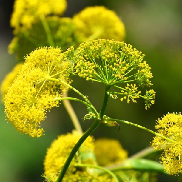 Ferula -<br>K�mpe fennikel <br><i>Ferula communis</i>