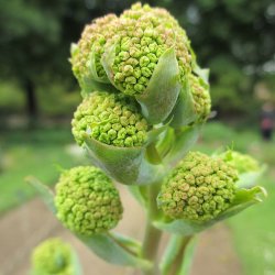 Ferula -<br>K�mpe fennikel <br><i>Ferula communis</i>