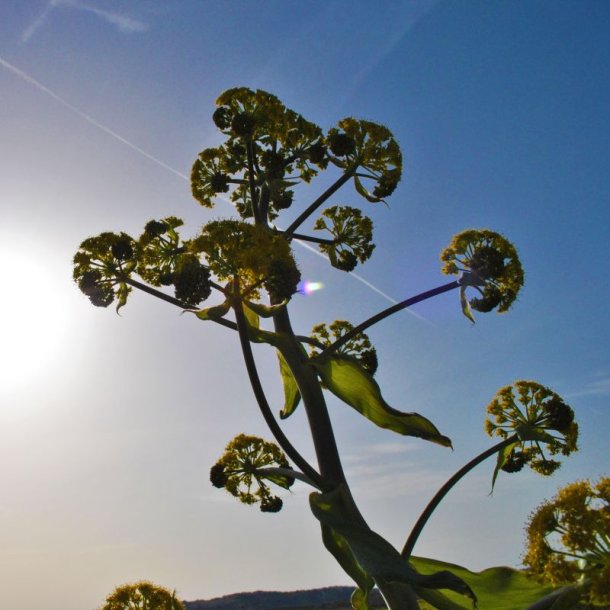 Ferula -<br>K�mpe fennikel <br><i>Ferula communis</i>