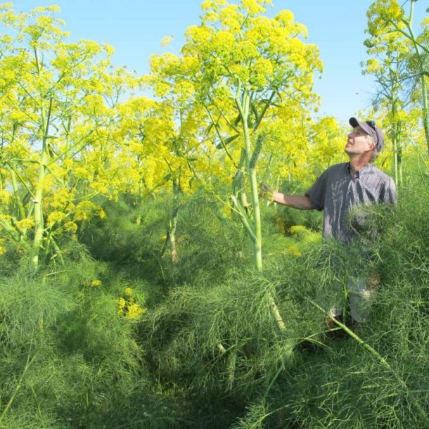 Ferula -<br>K�mpe fennikel <br><i>Ferula communis</i>