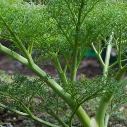Ferula -<br>K�mpe fennikel <br><i>Ferula communis</i>
