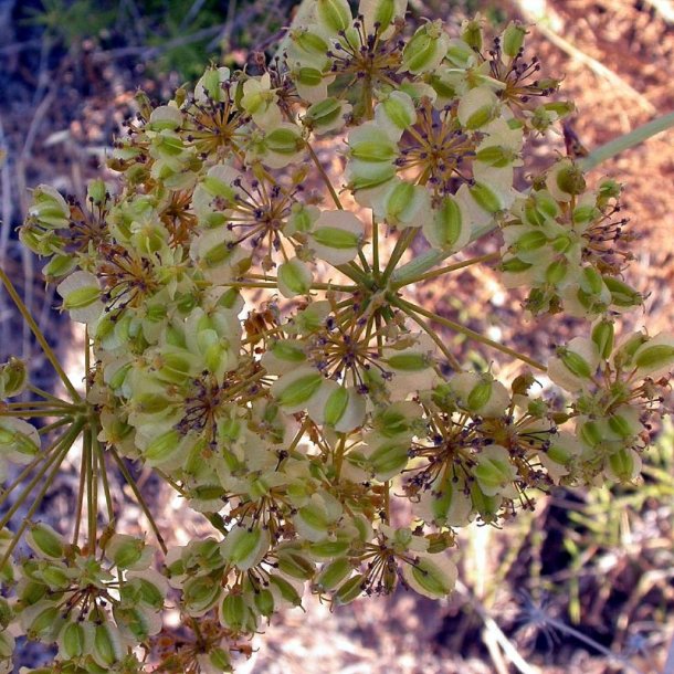 Ferula -<br>K�mpe fennikel <br><i>Ferula communis</i>