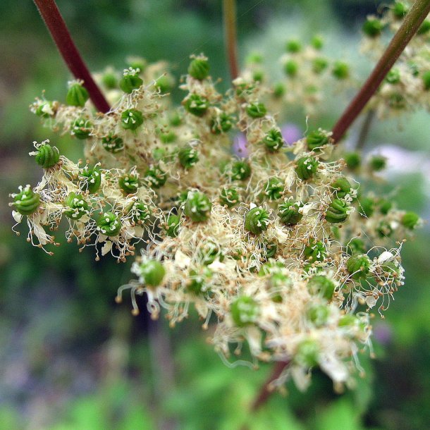 Mjdurt <br><i>Filipendula ulmaria</i><br><br>