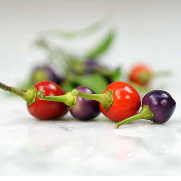 Chili <br>'Filius Blue' <br><i>Capsicum annuum</i>