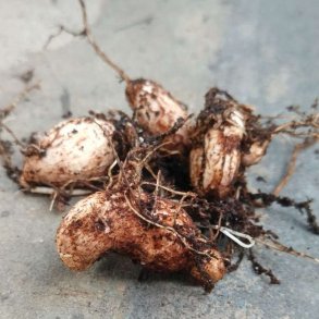 Fladb�lg, Knold-, <br>Spiselig lathyrus <br><i>Lathyrus tuberosus </i>