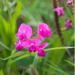 Fladb�lg, Knold-, <br>Spiselig lathyrus <br><i>Lathyrus tuberosus </i>