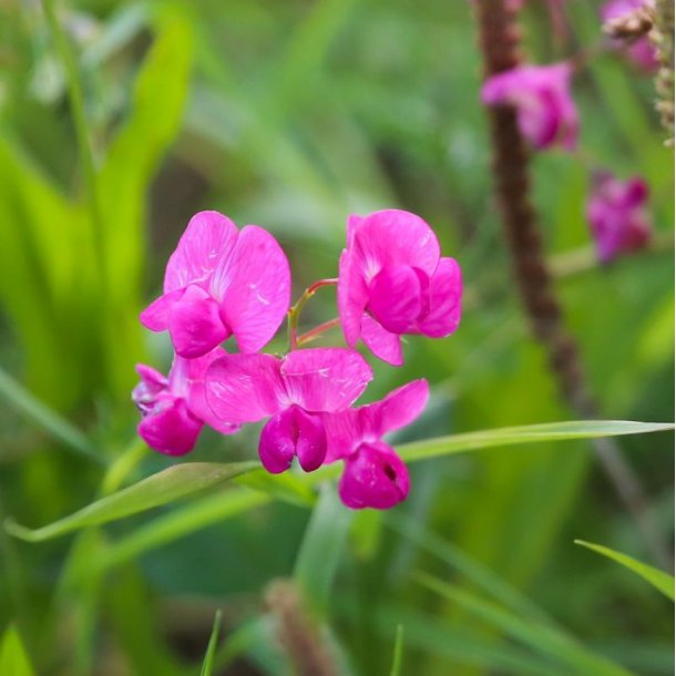Fladb�lg, Knold-, <br>Spiselig lathyrus <br><i>Lathyrus tuberosus </i>