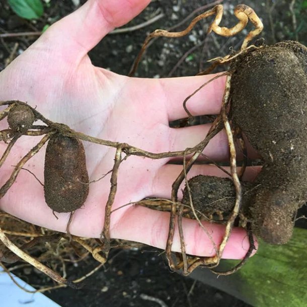 Fladb�lg, Knold-, <br>Spiselig lathyrus <br><i>Lathyrus tuberosus </i>