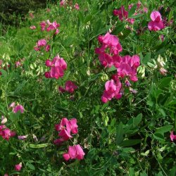 Fladb�lg, Knold-, <br>Spiselig lathyrus <br><i>Lathyrus tuberosus </i>