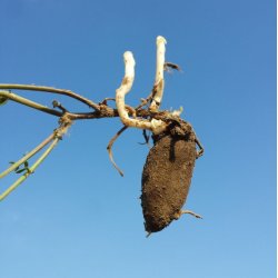 Fladb�lg, Knold-, <br>Spiselig lathyrus <br><i>Lathyrus tuberosus </i>