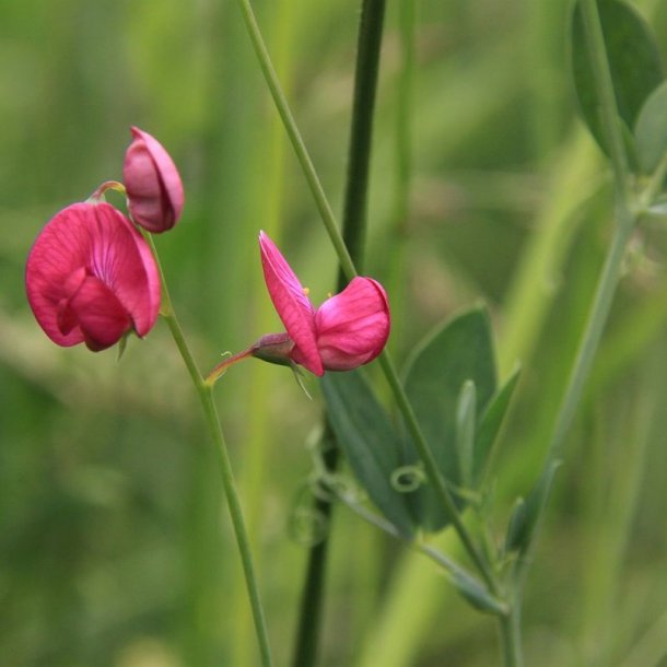Fladb�lg, Knold-, <br>Spiselig lathyrus <br><i>Lathyrus tuberosus </i>
