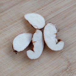 Fladb�lg, Knold-, <br>Spiselig lathyrus <br><i>Lathyrus tuberosus </i>