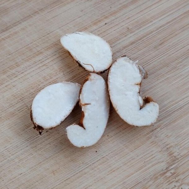 Fladb�lg, Knold-, <br>Spiselig lathyrus <br><i>Lathyrus tuberosus </i>