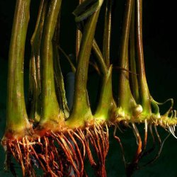 Brudelys <br><i>Butomus umbellatus</i><br><br>