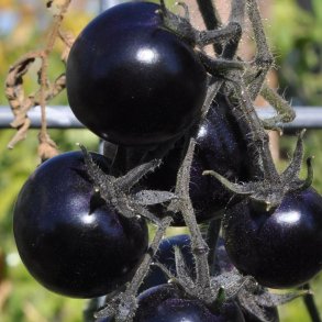 Tomat <br>'Indigo Rose'<br><i>Lycopersicon esculentum</i>