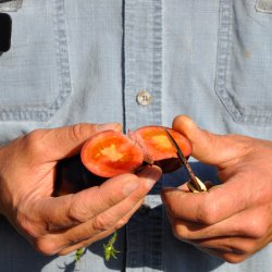 Tomat <br>'Indigo Rose'<br><i>Lycopersicon esculentum</i>