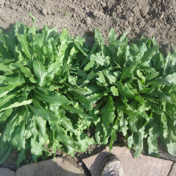 Vaid, <br>Farve- <br><i>Isatis tinctoria </i>