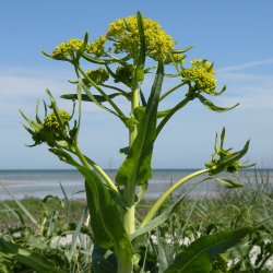 Vaid, <br>Farve- <br><i>Isatis tinctoria </i>