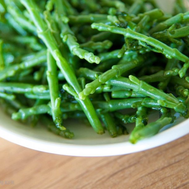 Kveller, <br>salturt<br><i>Salicornia europaea</i><br>