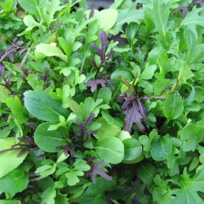 Babyleaves - <br>mikrogrnt<br>'Frilly Leaf Salad Mix'