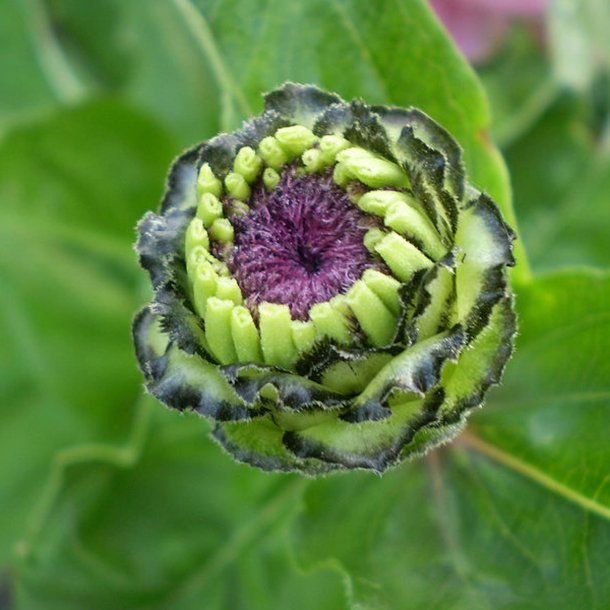 Frkenhat <br>'Oklahoma Ivory' <br><i>Zinnia elegans</i>