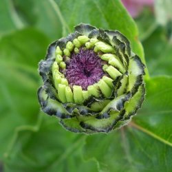 Frkenhat <br>'Envy' <br><i>Zinnia elegans </i>