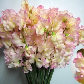 Lathyrus, rteblomst <br>'Spencer Frolic' <br><i>Lathyrus odoratus</i>