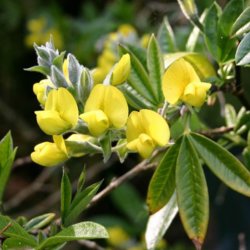 Piptanthus <br><i>Piptanthus nepalensis </i><br><br>