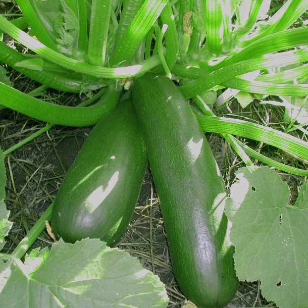 Courgette, squash, zucchini<br>'Black Beauty'<br><i>Cucurbita pepo</i>