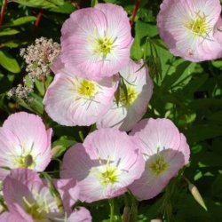 Natlys <br>'Rosea' <br><i> Oenothera speciosa</i>