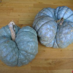 Grskar <br>'Triamble'/'Shamrock' <br><i>Cucurbita maxima</i>