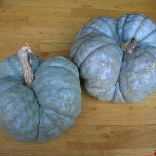 Grskar <br>'Triamble'/'Shamrock' <br><i>Cucurbita maxima</i>