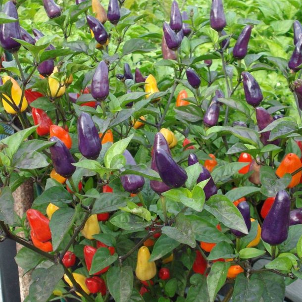 Chili <br> 'Chinese 5 Colour' <br><i>Capsicum annuum</i>