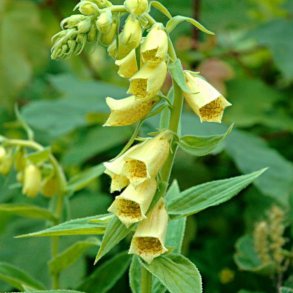 Fingerbl, <br>Storblomstret <br><i>Digitalis grandiflora </i>