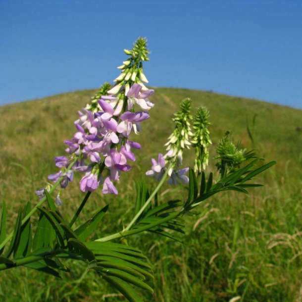 Stregblg, <br>Lge- <br><i>Galega officinalis</i>