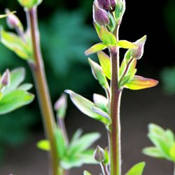 Akeleje <br>'William Guinness'<br><i>Aquilegia vulgaris </i>