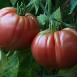 Tomat <br>'Giant Belgian Pink'<br><i>Lycopersicon esculentum</i>