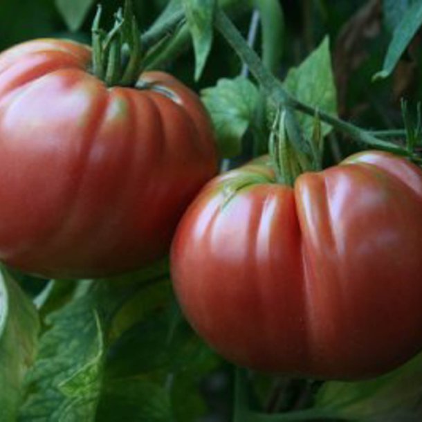 Tomat <br>'Giant Belgian Pink'<br><i>Lycopersicon esculentum</i>