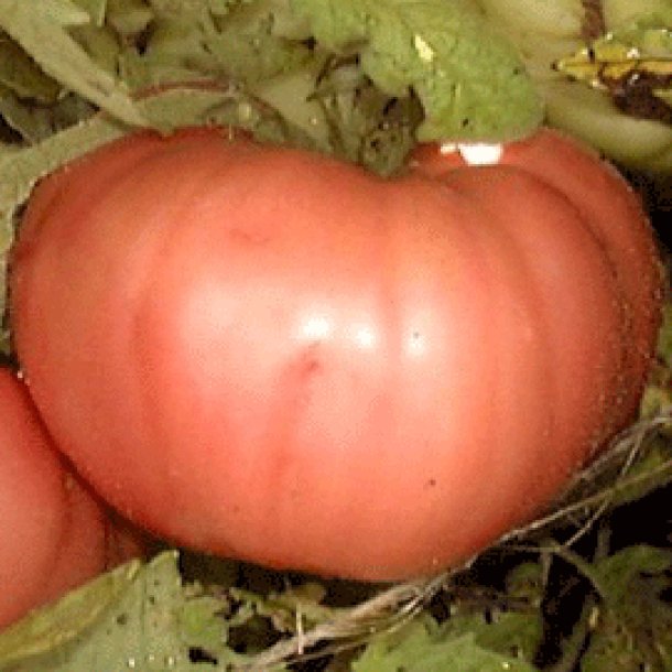Tomat <br>'Giant Belgian Pink'<br><i>Lycopersicon esculentum</i>