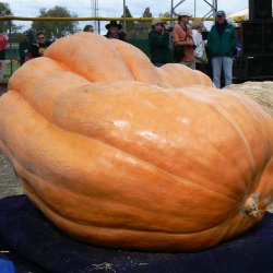 Grskar <br>'Atlantic Giant' <br><i>Cucurbita maxima</i>
