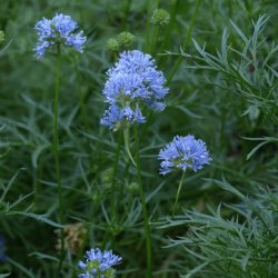 Blhoved <br><i>Gilia capitata</i><br><br>