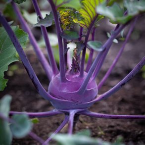 Glaskl, knudekl <br>'Delicacy Purple' <br><i> Brassica oleracea L. var. gongylodes</i>