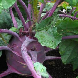 Glaskl, knudekl <br>'Delicacy Purple' <br><i> Brassica oleracea L. var. gongylodes</i>