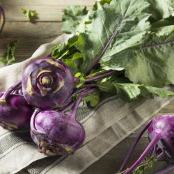 Glaskl, knudekl <br>'Delicacy Purple' <br><i> Brassica oleracea L. var. gongylodes</i>