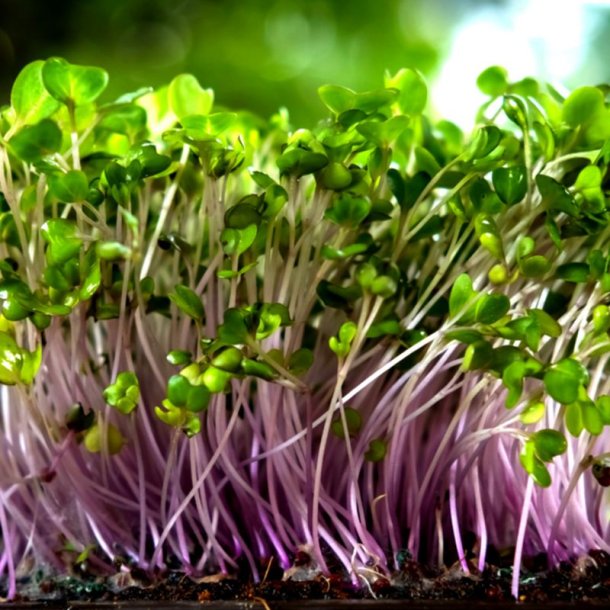Glaskl, knudekl <br>'Delicacy Purple' <br><i> Brassica oleracea L. var. gongylodes</i>