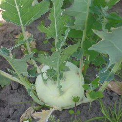 Glaskl, knudekl <br>'Delicacy White' <br><i> Brassica oleracea L. var. gongylodes</i>